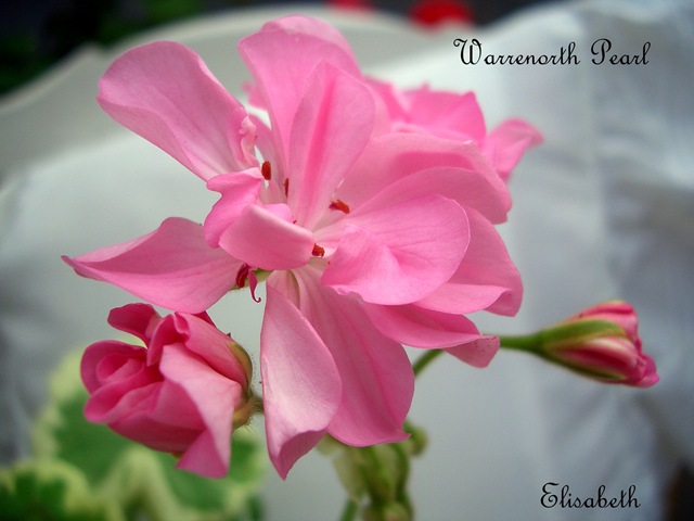 [Pelargoner17juli090253.jpg]