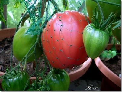 Tomater 001 Tomater 001