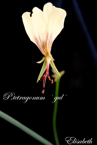 [Pelargoniumjuli100063.jpg]