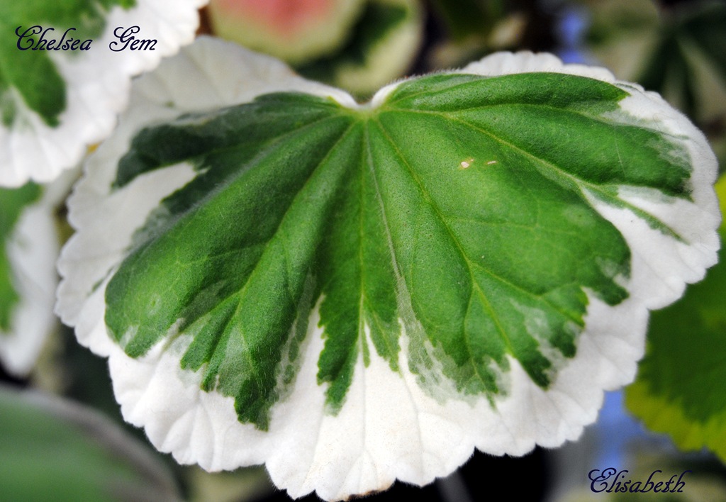 [Pelargonium april -11 037[4].jpg]