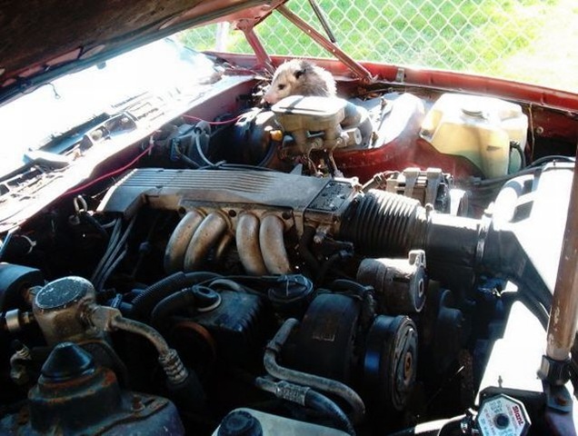 [surprise_in_car_073.jpg]