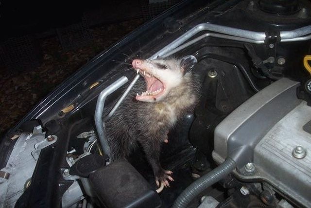 [surprise_in_car_093.jpg]
