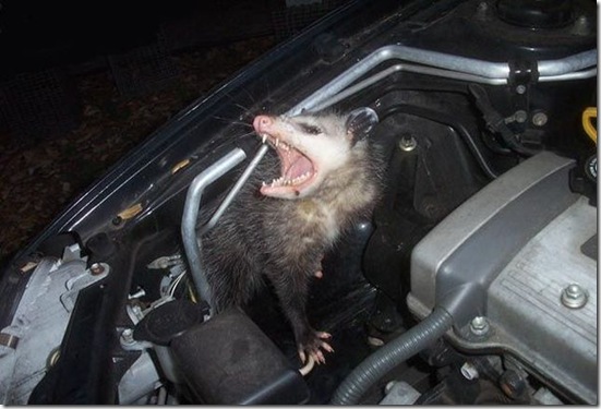 surprise_in_car_09
