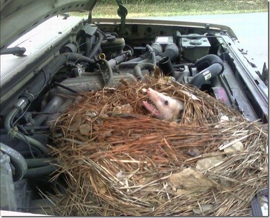 surprise_in_car_11