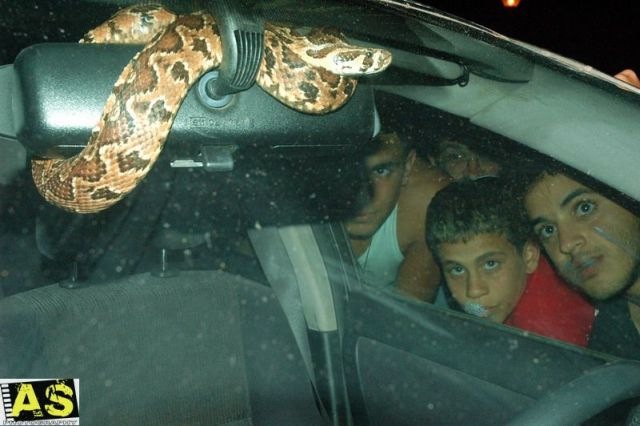 [surprise_in_car_153.jpg]