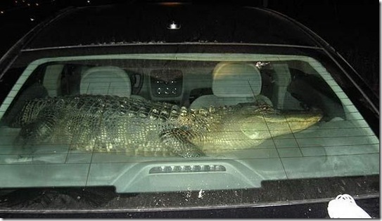 surprise_in_car_16