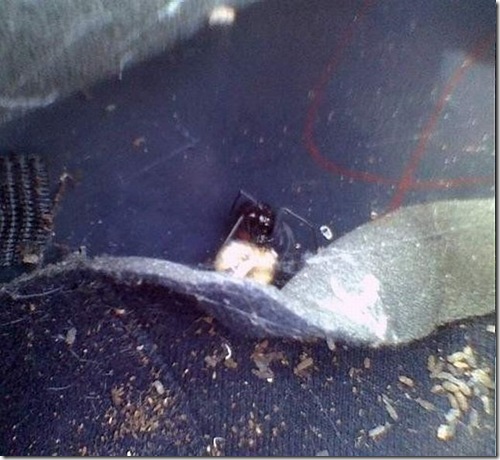 surprise_in_car_17