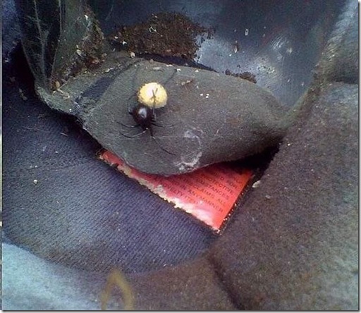 surprise_in_car_18