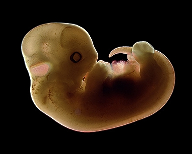 embryo.jpg