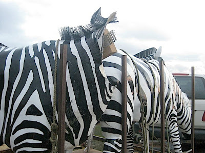 headless zebra