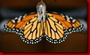 Butterfly-drying-2