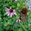 p1160525.jpg