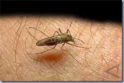 20100406120717-nyamuk-malaria060410