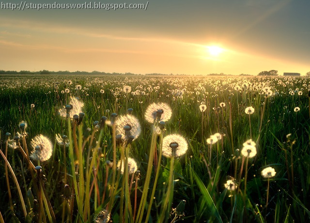 amazing_Picture amazing_Picture of Morning
