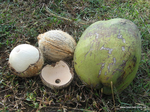 кокосы из Индии