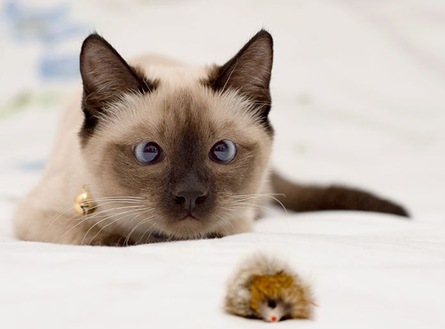 hunting cat