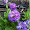 Primula denticulata