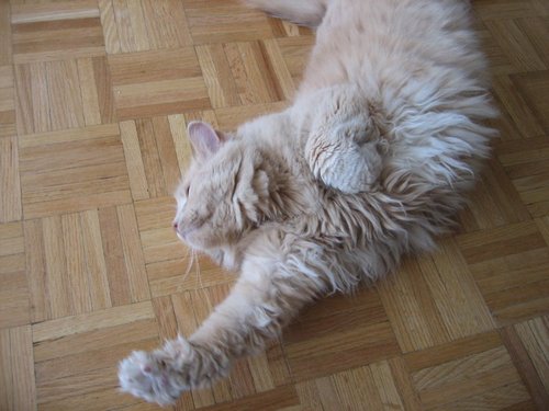 一日一猫，大爱：老外邻居家的喵喵