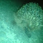hedgehog