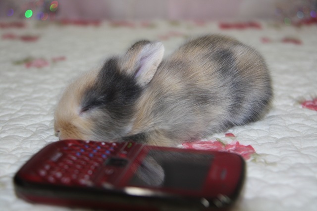 [Baby rabbit 10.11.2010 011[2].jpg]