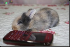 Baby rabbit 10.11.2010 011
