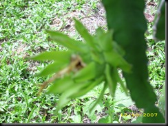 rcbdragon 540 rcbdragon 540