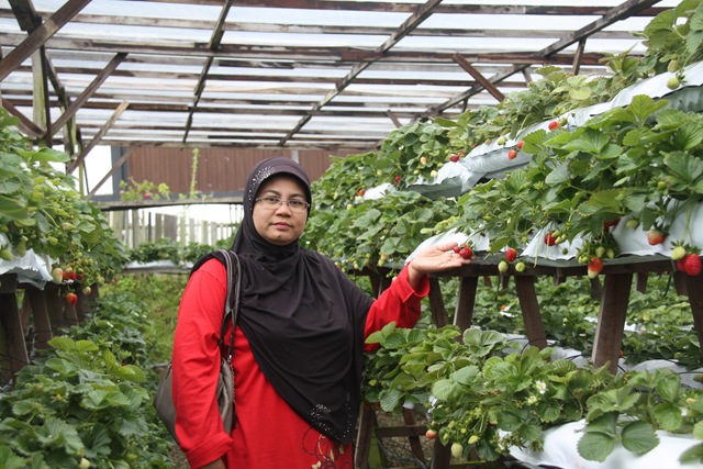 [Cameron Highland 18.3.2011 113[2].jpg]
