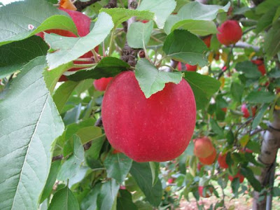 apple