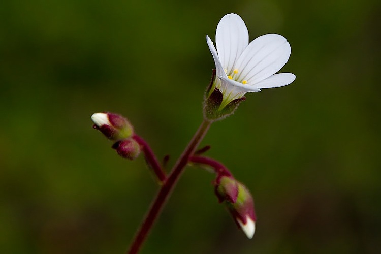 02042010-flor2