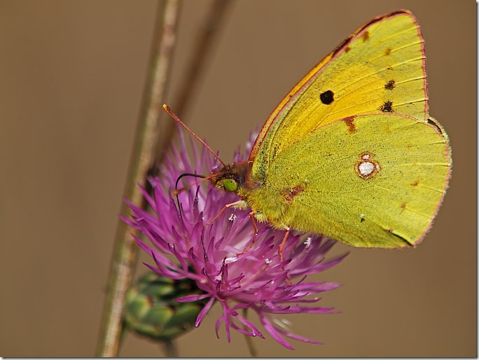 mariposa
