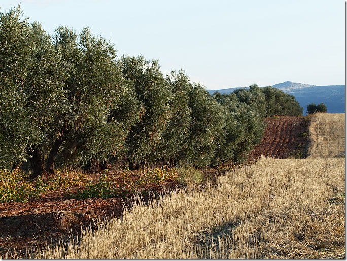olivos
