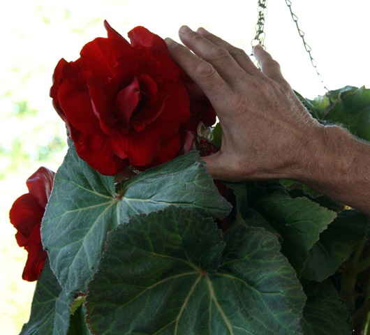 [BIGonia[3].jpg]