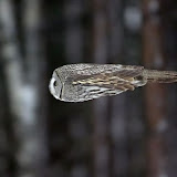 owl.jpg