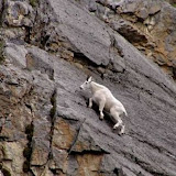 The best climbers in the animal world