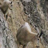 The best climbers in the animal world