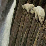 The best climbers in the animal world