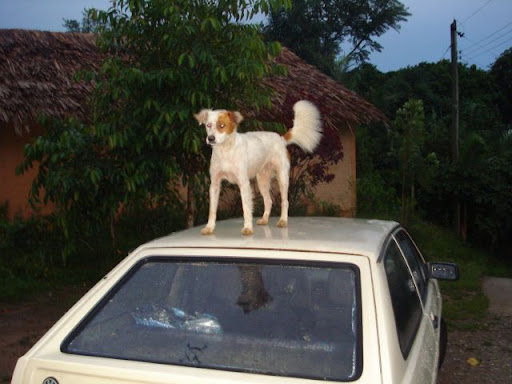 Olha aonde o Pirata foi parar!
