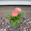 Mrs_Peterson's Gerber Daisy Container garden