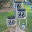 Mrs_Peterson's Planter Trio Container garden