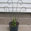 Mrs_Peterson's Candy Corn Container garden