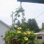 Mrs_Peterson's Hanging Black-Eyed Susan Vine garden