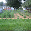 Mrs_Peterson's Vegetable garden
