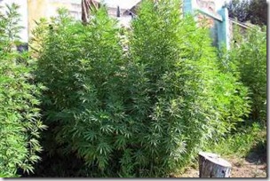 Plantacion_marihuana Plantacion_marihuana