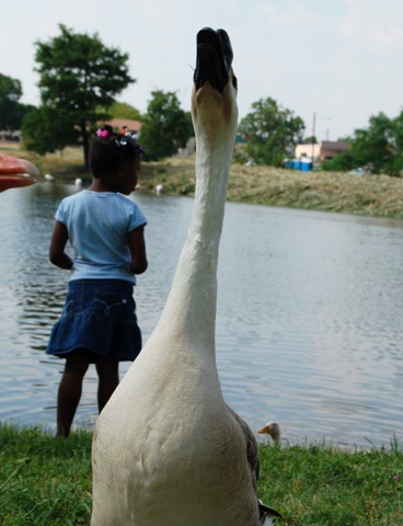 [ducks7[5].jpg]