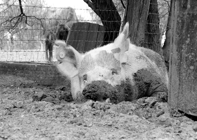 [pig1[9].jpg]