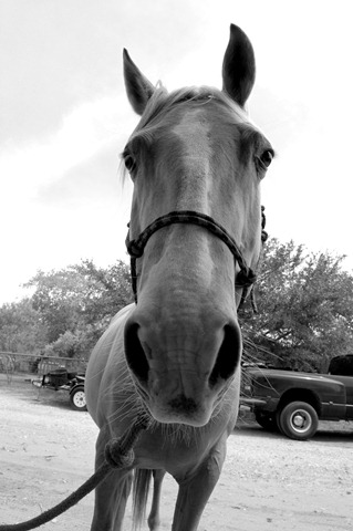 [horse34.jpg]
