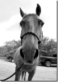 horse3