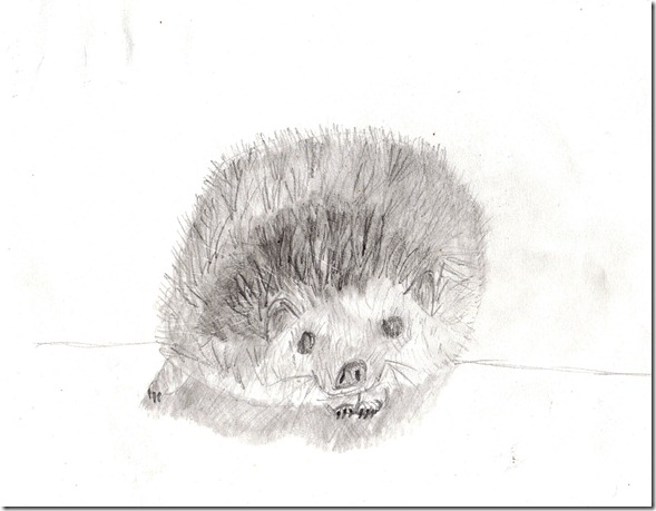 Hedgie