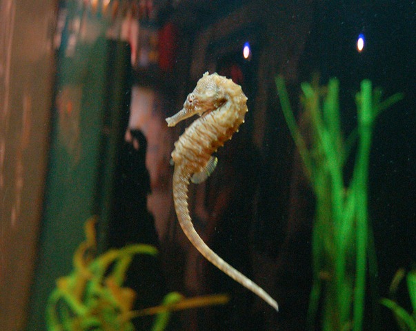 [seahorse[3].jpg]