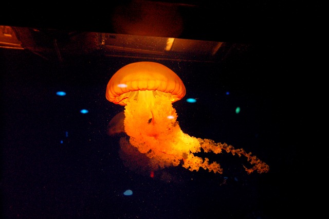 [jellyfish-1[4].jpg]
